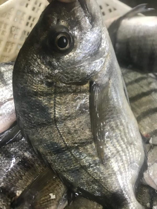 Sar blanc - Nom scientifique : Diplodus sargus